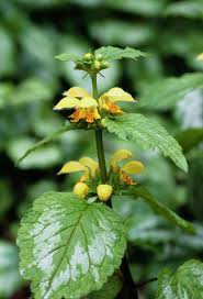 Image result for Lamium galeobdolon