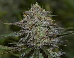 History of rabbits in australia. White Rabbit Cbd Von Raro Genetics Farm Cannabis Sorten Infos