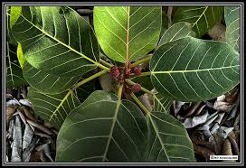 Image result for Ficus trichopoda