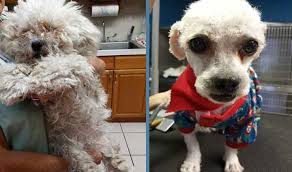 Low cost pet shots of largo. Pet Grooming In Largo Small Large Dog Groomer Small Large Pet Grooming East Bay Animal Hospital 33771