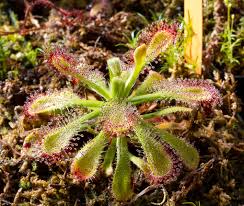 Image result for Drosera dielsiana