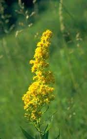 We did not find results for: Kentucky State Flower