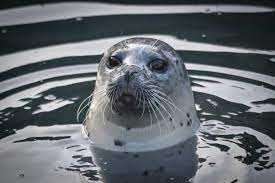 1 256 Baby Seal Swimming Stock Photos Pictures Royalty Free Images Istock