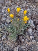 Image result for Crepis newii