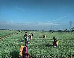Bila info pekerjaan wilayah nganjuk ini sobat rasa bermanfaat mohon kiranya untuk. Amankan Produksi Bawang Merah Melalui Gerdal Opt