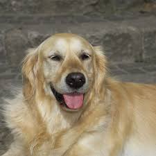 Severe signs of hsa charles loops dvm is a homeopathic vet who specializes in cancer cases. Life Expectancy Of Dogs With Spleen Tumors Dog Discoveries