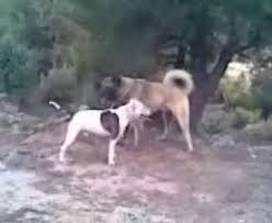 Pitbull Kangal Dovusu Izlesene Com