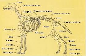 The tibia and fibula are in the lower leg, between the knee and the foot. Canine Skeleton Chart Nancytanner Com Dog Anatomy Dog Skeleton Dog Health Problems