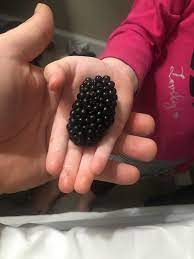 Listen on saturday march 7 at 6:00 pm to 7:00 pm @ am 950 ktnf radio. Daughter Found The Largest Blackberry I Ve Ever Seen Mildlyinteresting