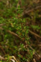 Image result for Anthospermum