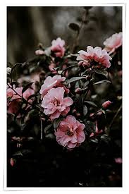 Modern Gardens Tips To Improve Your Home Horticulture Experience Great Having You Flowers Photography Wallpaper Flowers Photography Flower Backgrounds