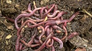 Those interested in earthworm identification are encouraged to use a recognised key to determine the specific identity of their specimen. Earthworm Numbers Dwindle Threatening Soil Health Environment All Topics From Climate Change To Conservation Dw 30 01 2017