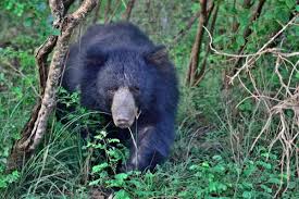 the 10 most dangerous animals in asia dangerous animals animals dangerous