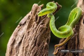 Emerald snake wallpaper for your iphone 5 from everpix. Green Pit Viper Snake On Tree Selective Focus Fauna Wildlife Stock Photo 236774286