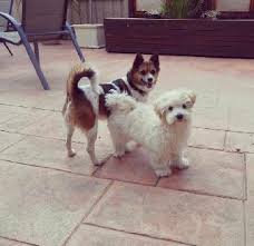 Does your cat prefer to stay on their own turf? Melton Best Pet Boarding Grooming For Dogs Cats With Pickup Petbacker Vic