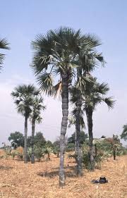 Image result for Borassus