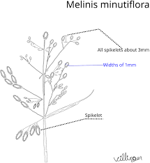 Image result for Melinis minutiflora
