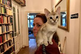 Republic of singapore, малайское republik singapura). Katzenkolumne Merlin Macht Miau Singapura Eine Anfangerkatze