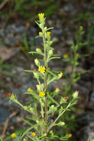 Image result for Dewildemania