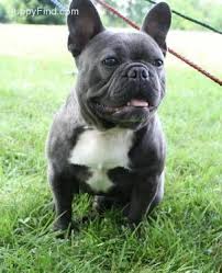 French Bulldog Pictures Wvxg1j17va4 French Bulldog Bulldog French Bulldog Dog