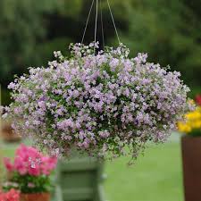 Image result for Bacopa