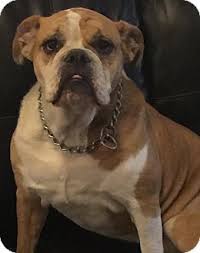 If you are an english bulldog rescuer and would like to be added to our directory, please contact us. Houston Tx English Bulldog Meet Franky A Dog For Adoption Http Www Adoptapet Com Pet 15037592 Houston Texas English B Dog Adoption Pets English Bulldog