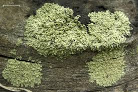 Image result for Melinis ambigua