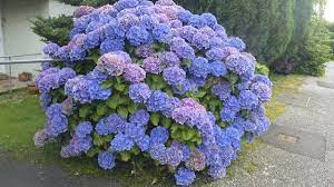 Maybe you would like to learn more about one of these? Gifts Of The Journey Hydrangea Purple Hydrangea Bush Limelight Hydrangea