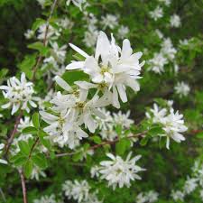 Image result for Amelanchier ovalis