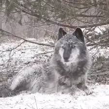 The Call Of The Wild Turn Your Sound Up Follow Roam For More Wolves Can Hear As Far As 6 Miles Wolf Spirit Animal Wolf Dog Wolf Howling