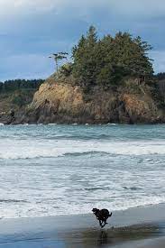 Best Humboldt County Dog Friendly Beaches Near Fortuna And Eureka Dog Friendly Beach Humboldt County Humboldt Bay