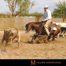Miller Arabians