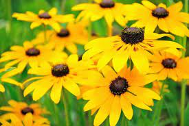 Combine the perennials that are right for your garden and enjoy easy color all summer long. Choosing Plants For Full Sun In Zone 9 Learn About Sun Loving Zone 9 Plants