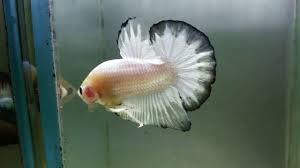 Hasil Ternak Ikan Cupang Hias Fancy Copper Vietnam Youtube