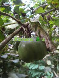 Image result for Vangueria madagascariensis