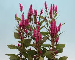 Image result for Celosia elegantissima
