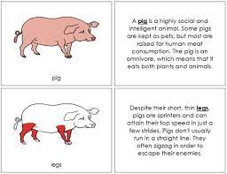 Pin On Zoology Nomenclature Red Highlights