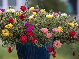 Image result for Portulaca