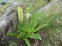 Image result for Eucomis zambesiaca