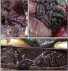 Jejunal Hemorrhage Syndrome In A Zebu Cow In Brazil