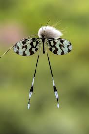 Fairy Tails By Yilmaz Akar On 500px Insects Beautiful Bugs Flying Insects