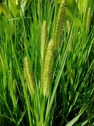 Image result for Aristida stenostachya