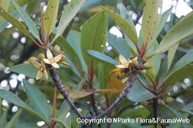 Image result for Rhizophora