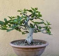 Fig (ficus carica) : r/Bonsai
