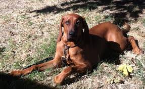 Bathroom bath corner glass shelf caddy basket storage hanging organizer with extra thick tempered glass contemporary style. Redbone Coonhound Dog Breed Information And Pictures