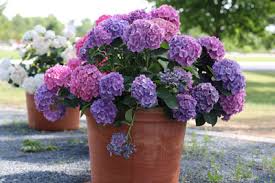 Wer eine hydrangea in seinem garten etablieren möchte, dem kann die auswahl bei dem überangebot schon schwerfallen. Anleitung Zum Uberwintern Von Hortensien Gartenlexikon De