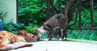 Kitten gets excited over seeing a fawn for the first time – Madly Odd!