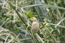 Image result for Setaria grandis