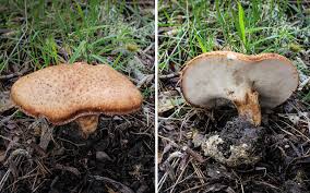 Image result for Polyporus pendulus