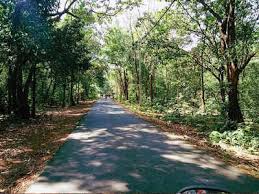 Private description matchdivzero(tree tree, expressiontree operand, visitorstate state) { if (!anyof ensure the if statement is the first statement in the method treepath parentpath = getcurrentpath. 1 000 Trees To Be Cut In Mollem Power Company Goa News Times Of India